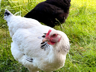 Free range hen in a meadow. No people.