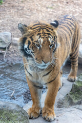 Promenade au monde sauvage d'Awaille