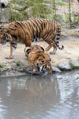 Promenade au monde sauvage d'Awaille