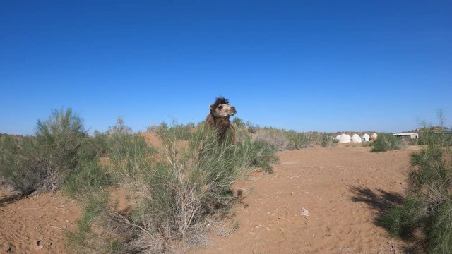 Camels in the Kyzylkum desert of Navoi region of Uzbekistan