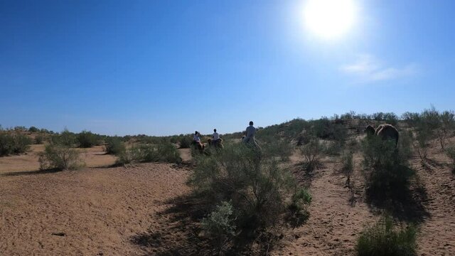 Camels in the Kyzylkum desert of Navoi region of Uzbekistan
