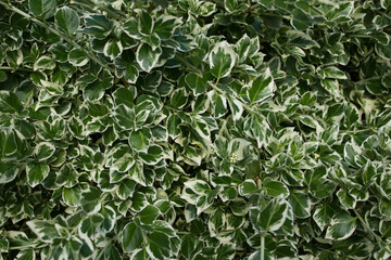 Trzmielina Fortunei. Kraków 13.06.2021 16:00