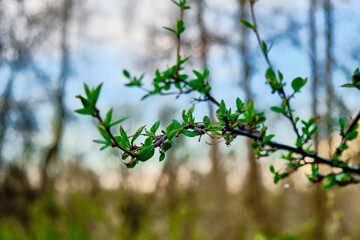 spring in the forest