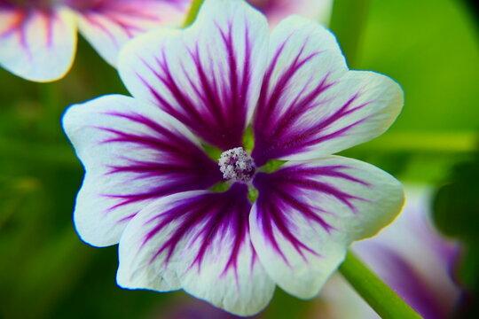 Rosspappel Bl&uuml;te