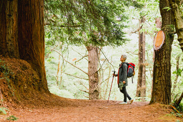 Active elderly woman hiking through a redwood forest with backpack and trekking pole. mountain...