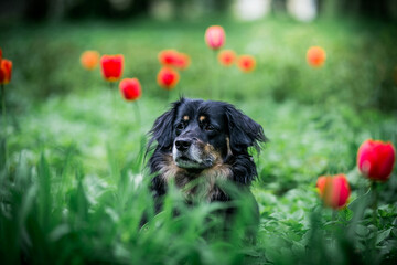 Mixed breed dog in the park.  Shelter dog in new home.
