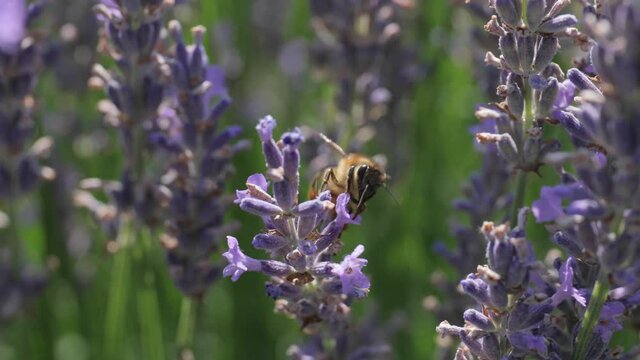 Lavender flower visiter by bees