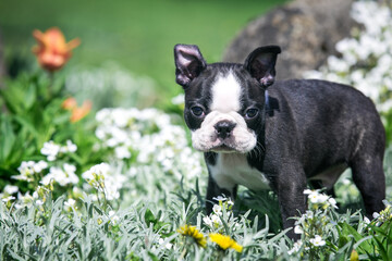 Boston terrier posing in the park outside. Dog in green grass and flowers around. Puppy in kennel with pedigree	