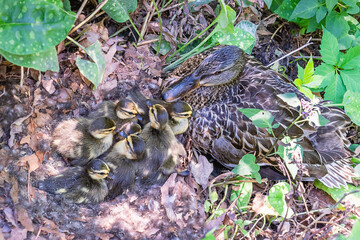 Adorable newly hatched baby ducks and mother duck