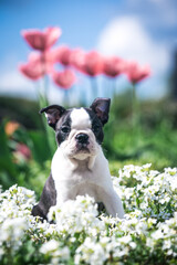 Boston terrier posing in the park outside. Dog in green grass and flowers around. Puppy in kennel with pedigree