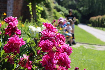 Obraz premium Pivoines roses au jardin ensoleillé fleuri