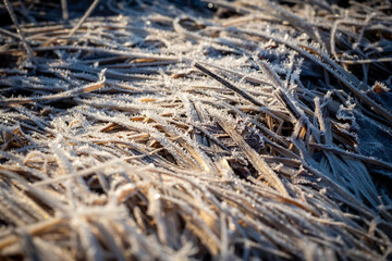 Close-up of dry grass in the spring field. Hay, background