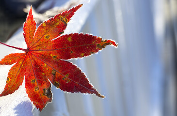 Fallen frosty red autumn leaf on light background , sunny morning.