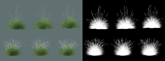 various types of grass
