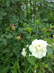 white and yellow flower