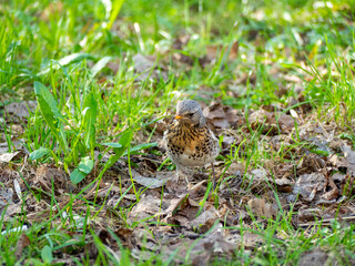 close-up of a blackbird sitting on the grass and holding a worm in its beak. Side view. Green blurred background