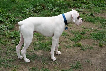 White boxer puppy