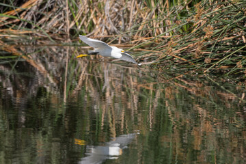 Graceful flight of the Snowy White Egret with reflection traveling across the pond water surface with shoreline reeds in background.