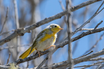 Colorful juvenile Warber bird with ruffled feathers perched up on a deadwood tree branch while...