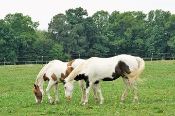 Obraz na płótnie Canvas Appaloosa horses grazing on a farm field