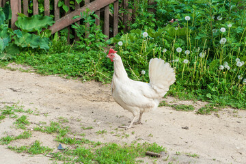 White chicken in a rural yard, Russia.