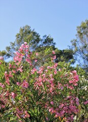 Obraz na płótnie Canvas pink nerium flowers in the garden