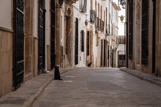 Blacks cats in Javea old town streets in Alicante, Spain