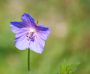 beautiful purple violet flower of the meadow crane's bill 