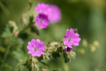 beautiful pink flower of the hedgerow crane's bill aslo known as mountain cranesbill (Geranium pyrenaicum)