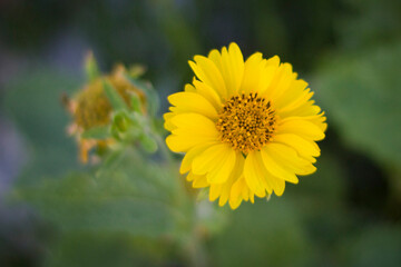 girasol