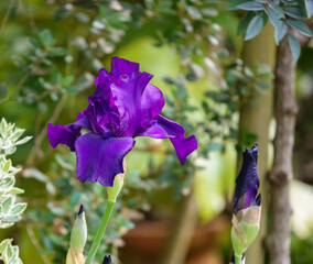 beautiful purple flowers on an Iris germanica (German iris, tall bearded iris) flower