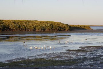 laguna con patos nadando