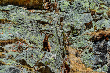 mountain goat on a rock in the daytime