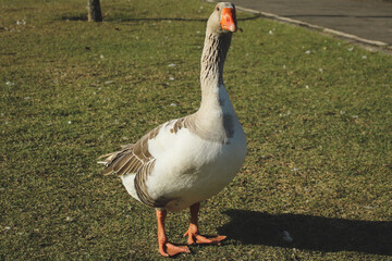 white goose on the grass © Daniele