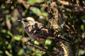 Wild Bird Close Photography Serra do Rola Moca