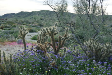 desert mountain landscape with pink and purple blooms
