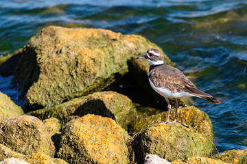 A Killdeer bird standing on a mossy yellow boulder along the shoreline of a large lake observed at close range.