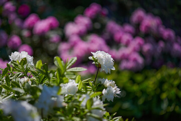 Ogród kwitnących różaneczników - rododendronów i azalii, letnie słońce, kolory zielony,...