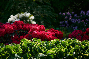 Ogród kwitnących różaneczników - rododendronów i azalii, letnie słońce, kolory zielony,...