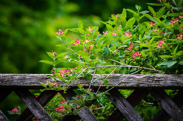 Honeysuckle bush hanging over an old gray fence