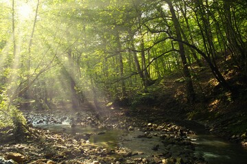 Morning in the children's southern forest. A small mountain river bends into a gorge. The sun's rays penetrate the forest through the crowns of trees. Light haze in the air.