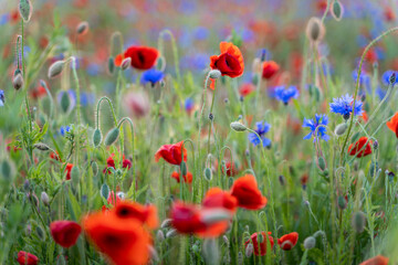 Obraz premium field of poppies