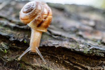 Snail with eyes on tentacles on fallen tree trunk in alpine forest