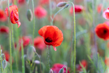 red poppy flowers