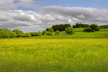 Fototapeta premium Springtime flower meadow in Upper Teesdale, County Durham, England