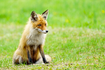 a young brown fox is sitting in the green grass