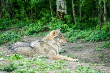 Naklejka na ściany i meble european gray wolf in a natural environment in the forest