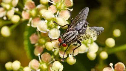 fly on a leaf