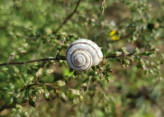 snail on leaf