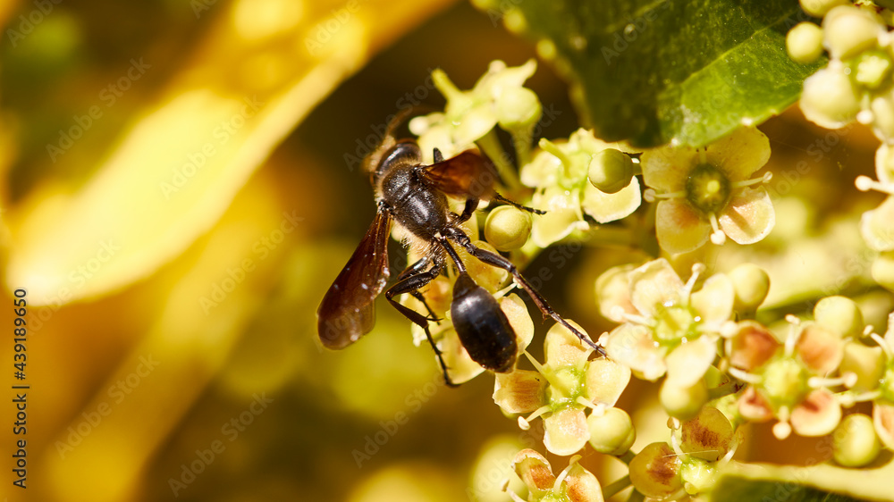 Poster insect on flower